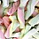 Frisia Mallow Mix (1kg)